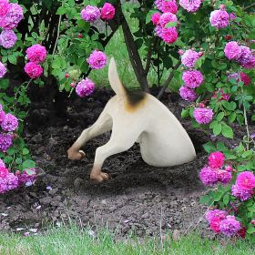 TERRENCE THE TERRIER DIGGING DOG